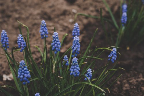 Voorjaarsbloemen blauwe druifjes