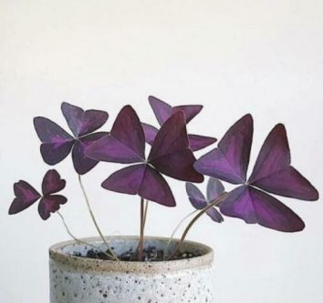 Planten die hip zijn in , oxalis triangularis2021