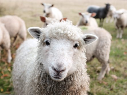 Alles wat je ooit wilde weten over wol
