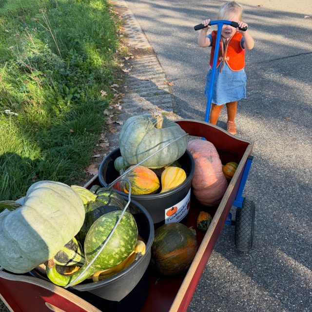 Wij zitten in ons lijf helemaal in de herfst. Het eerste najaarsvirus is ons gezin zelfs al in- en uitgewaaid. 

Het is dan, zoals al jaren, ontzettend verwarrend dat het nog zo warm is en de lucht nog zo blauw. Het blijft me verbazen hoe niet passend de seizoenen voelen🫣
Pepernoten in de winkel, 25 graden in de lucht en op de kalender staat er herfst. 

Het vraagt best wat wilskracht om daar niet in verzeild te raken. In het idee dat het seizoen niet klopt. Het vraagt ook vormkracht om mee te bewegen en herfstblaadjes te zoeken met een stralende zon op je hoofd.

Gelukkig geven de jongste leden van ons gezin ons een goede reden om niet te blijven hangen in twijfel, maar mee te blijven bewegen met wat er passend voelt🍂