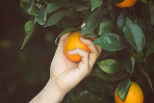 Read more about the article Genieten van seizoensfruit ~ Duizend Duurzame Dingen #12