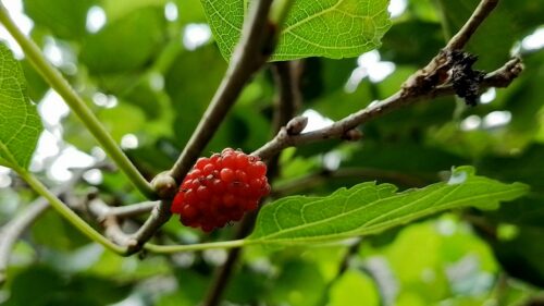 Read more about the article Frambozenblad thee drinken in het 3e trimester