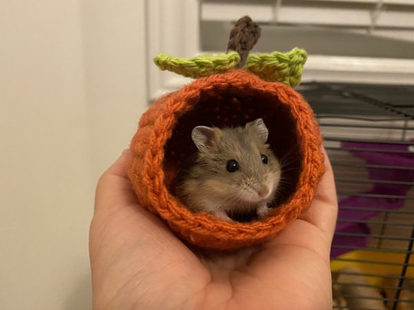 Een hamsterhuisje