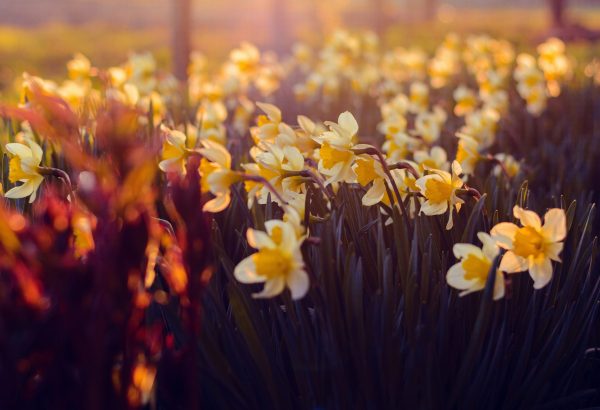 Voorjaarsbloem narcis